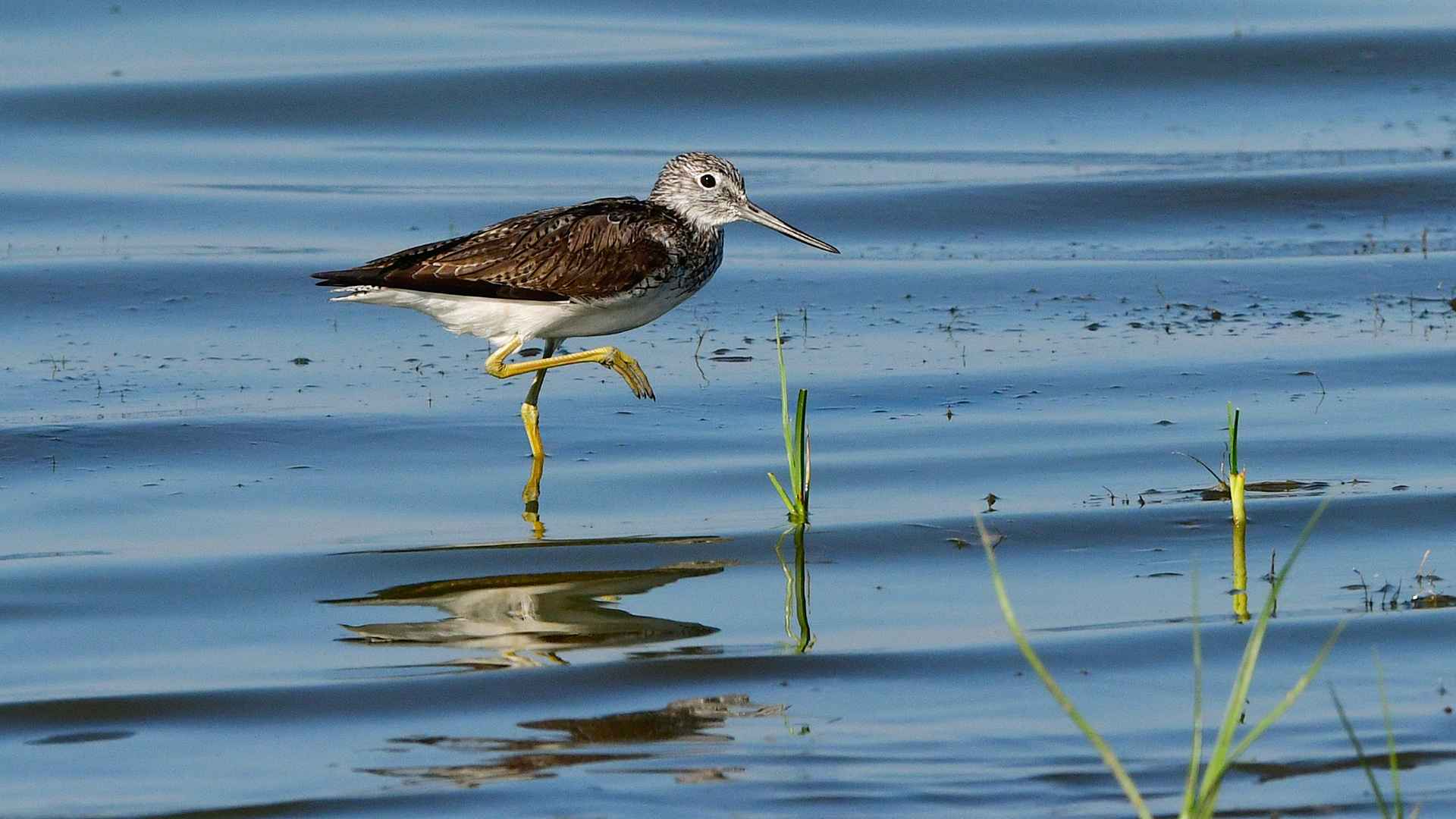 Common Greenshank